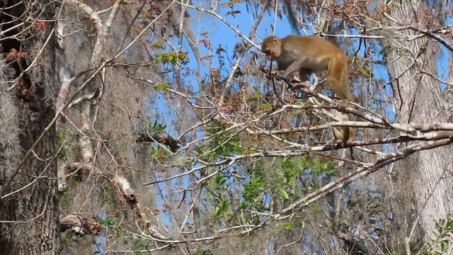 The WILD Monkeys of Florida - PART 1 Rhesus Macaques 🐒 смотреть онлайн