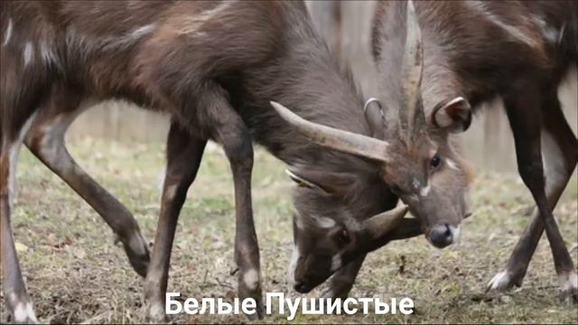 САОЛА/Копытные/Животные/Интересные факты смотреть онлайн