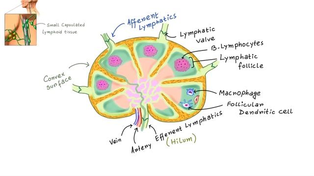 LYMPH NODE Anatomy & Histology Simplified / Lymphatic System смотреть онлайн