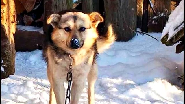 Раненый и умирающий волк выполз навстречу деду, всем видом умоляя о помощи. смотреть онлайн