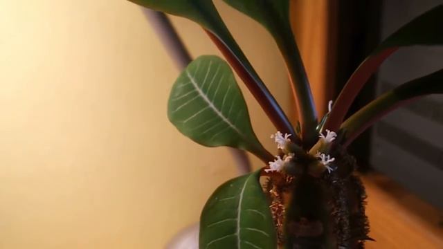 Euphorbia leuconeura (Spuckpalme) mit Blüten und E. pseudoglobosa cristata смотреть онлайн