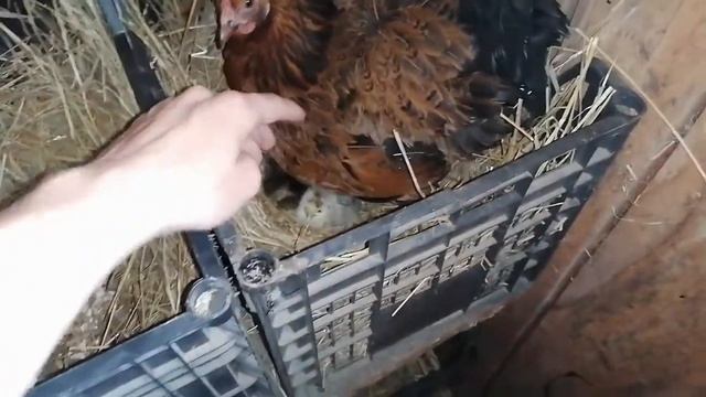 Квочка погубила цыплят / Только 1 цыпленок остался в живых / Что теперь делать с ней? смотреть онлайн