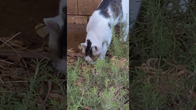 Кот залез на дерево, увидел там кошку и спрыгнул вниз ? Смешные коты ? Cat climbed tree, jumped dow смотреть онлайн