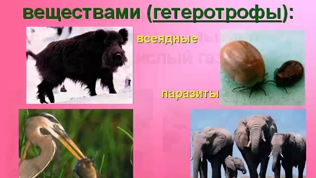 Зоология - наука о Царстве Животных