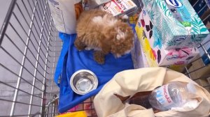 ДЖОШ КАТАЕТСЯ на ТЕЛЕЖКЕ по ТЦ !! ПРОГУЛКА УДАЛАСЬ