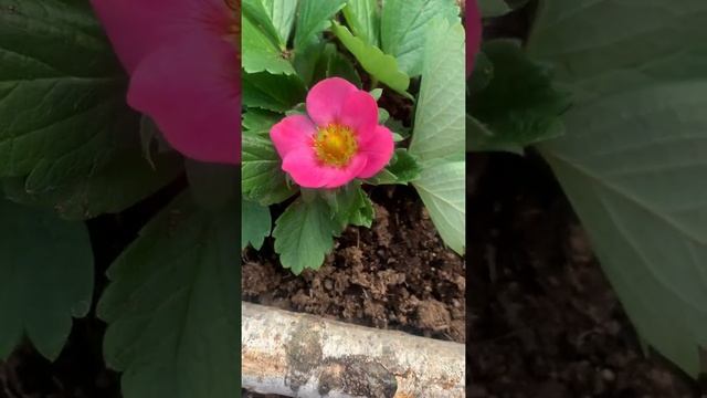 Земляника с красными и розовыми цветами?Самер бриз ред смотреть онлайн