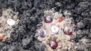 САЖАЕМ ЛУКОВИЦЫ ГИАЦИНТОВ  ПОСЛЕ ВЫГОНКИ В ОТКРЫТЫЙ  ГРУНТ