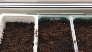 Посадка синего шалфея – сажаем сальвию НЬЮ ДАЙМЕНШН БЛЮ. Выращивание рассады шалфея из семян.