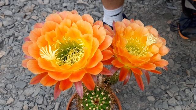 Trichocereus APRICOT GLOW - Cactus Jerk S1E496 Echinopsis Flowers