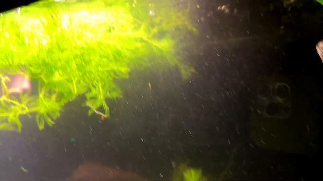 125 Gallons of West African Wonder: Aquarium Setup and Showcase смотреть онлайн