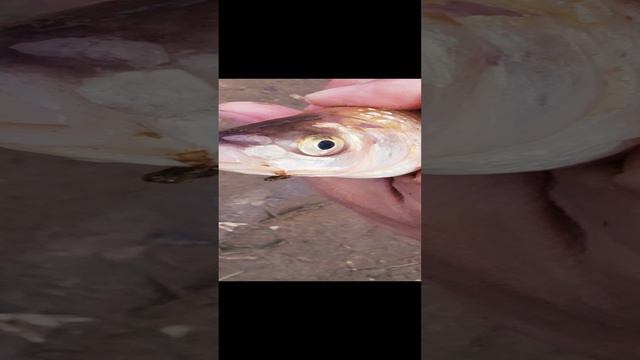 РЕДКАЯ РЫБА, ПОДУСТ.