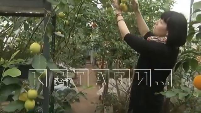 Кислые лимоны стали причиной сладкой жизни смотреть онлайн