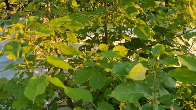 моя яблоня сибирская смотреть онлайн