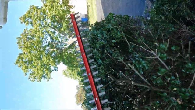 Trimming A Hedge With Greenworks 24VDC Hedge Trimmer