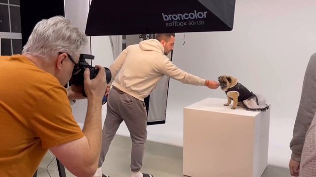Бэкстейдж фотосессия мопсов в студии Станция. Backstage photo shoot of pugs смотреть онлайн