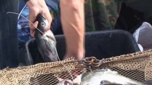 Ловля крабов в Норвегии. НЕУДАЧИ и ПОБЕДЫ