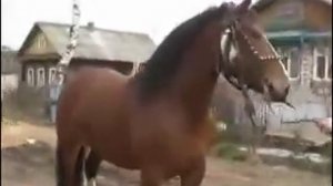 Цыганские лошади в рыбинмке