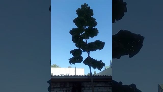 Paulownia Tomentosa 20.09.18 смотреть онлайн