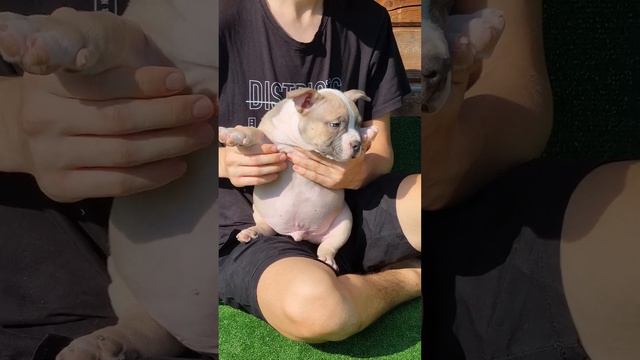 Щенок с очень модным окрасом для соответствующих хозяев. Американский булли. WhatsApp: +79807427894