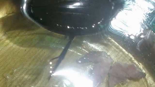 водяной жук.wmv смотреть онлайн