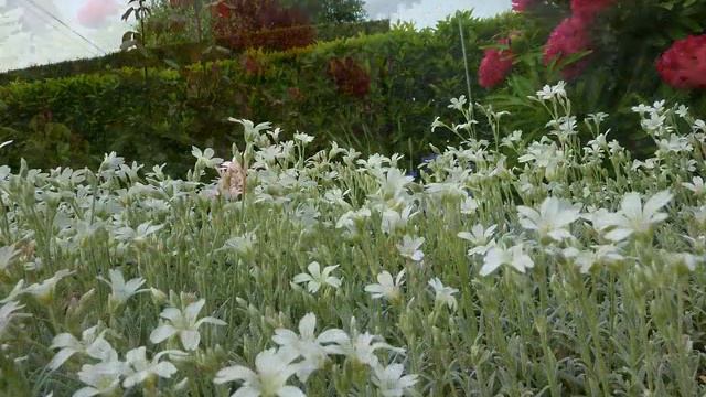 pivoines DU JARDIN смотреть онлайн
