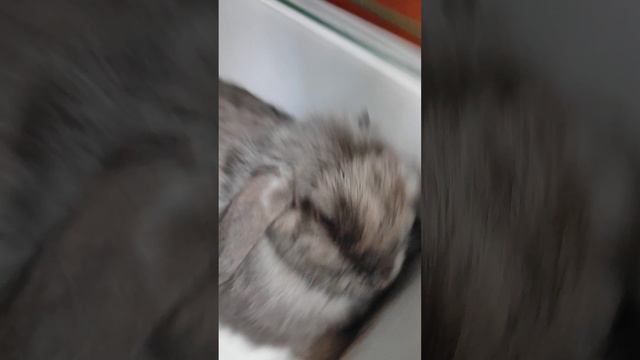 Новый питомец, минилопик Перчик 🌶️ #минилоп #карликовыйкролик #кролики