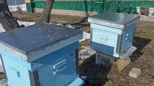 Как помочь пчёлам весной. Пчеловодство.