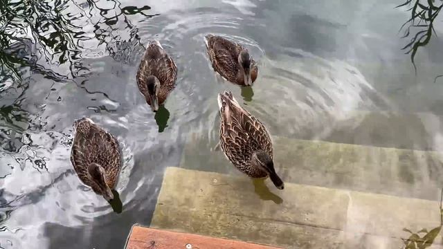 Пушкина в Африку, Якутов в МИД! смотреть онлайн