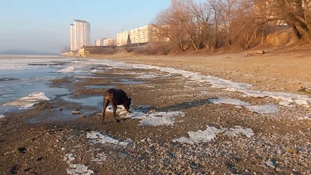 Утренняя прогулка 14.01.2023г. Кане Корсо. смотреть онлайн