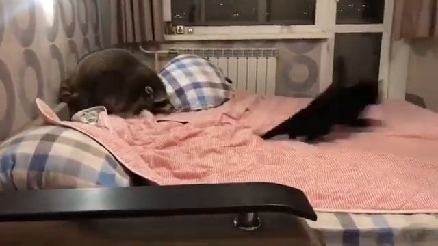 Драка Енота и Кота, Черный Кот напал на Енота смотреть онлайн