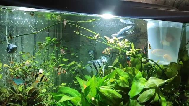 Навёл порядок с производителями гурами, немного наблюдений баланса и о рыбе которая на нересте. смотреть онлайн