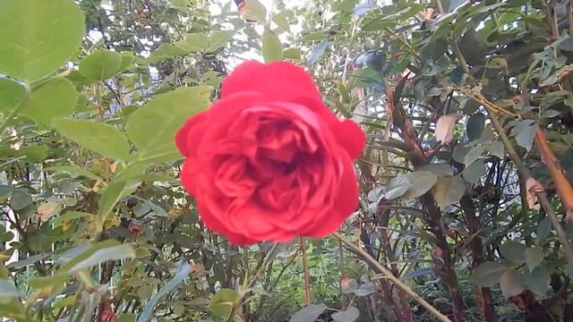 Розы. Отличные красные первогодки смотреть онлайн