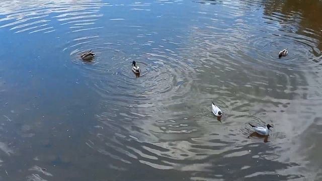 Живые звуки природы.