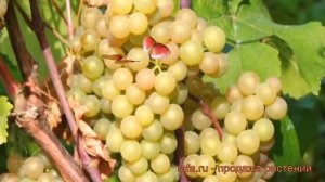 Виноград плодовый Платовский (vitis platovskii) ? обзор: как сажать, рассада винограда Платовский