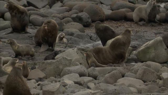 Henry Wood Elliott: Defender of the Fur Seal смотреть онлайн
