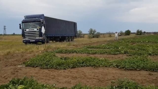 Episode 3. Сдаём первый арбуз. Встречаем фуру. Погрузка. Акбулакский район смотреть онлайн