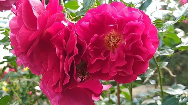 РОЗА ФАРУКА//Rosa Farruca смотреть онлайн