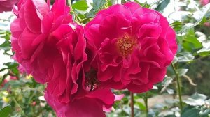 РОЗА ФАРУКА//Rosa Farruca
