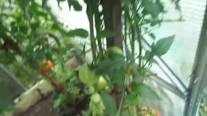 НЕМЕЦКИЙ ТОМАТ ШТРАУХ. ВИДЕООБЗОР В ТЕПЛИЦЕ. Ольга Чернова.