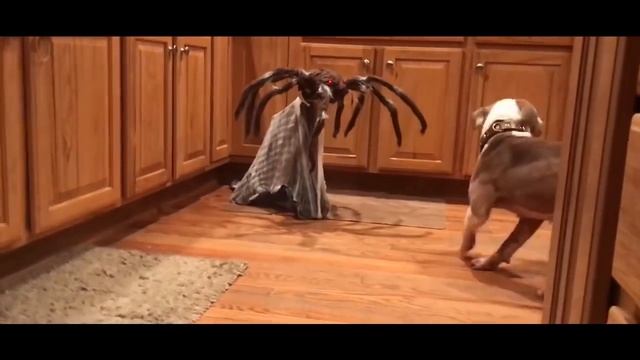 Scaredy pets, funny cats and dogs getting a little scared смотреть онлайн