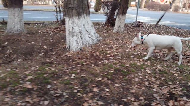 Прогулка с Дэнчиком 🐾💕 #дэнни #бультерьер #собака смотреть онлайн