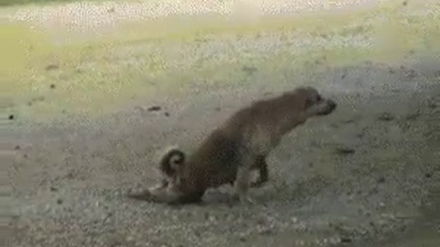 собака - симулянт смотреть онлайн