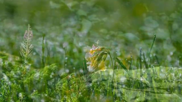 aquamarinos AWAKING NATURE смотреть онлайн