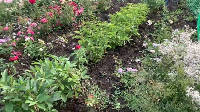 Маточник.Часть lll .Кто устойчивый к дождю? смотреть онлайн