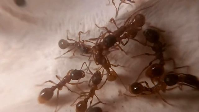 Myrmica rubra//Serviformica fusca смотреть онлайн