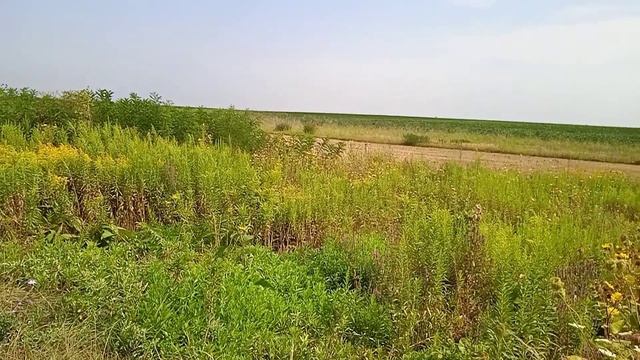 Просторы, поля, разнотравье, вид с горы, Китайская стена🏞🤪💐 смотреть онлайн