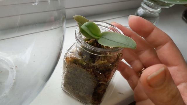 Phalaenopsis gigantea `Starship´ x selbst месяц спустя смотреть онлайн