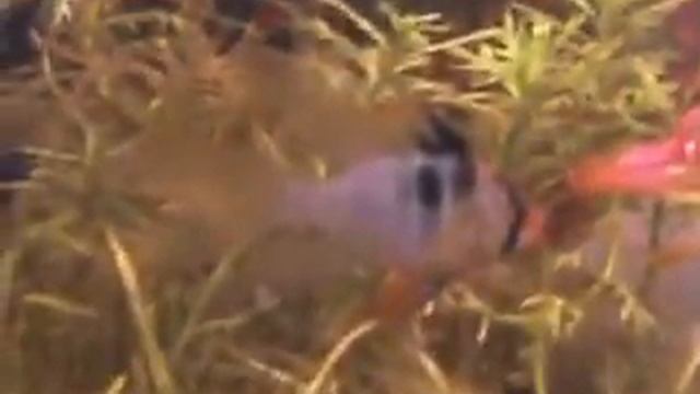 Аэрация веточкой бузины смотреть онлайн