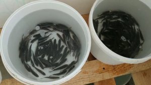 Хранение живца зимой в большом количестве. Как хранить живца в домашних условиях.Зимняя рыбалка 202