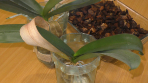 Выращивание орхидей без субстрата в пустых банках ???. Мой опыт.